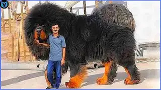 10 Most Expensive Dogs In The World