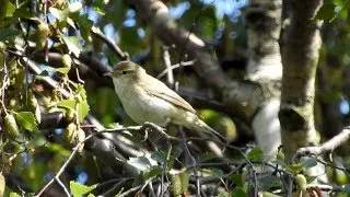 Iberian Chiffchaff (Cheshire, UK, 7th June 2018)