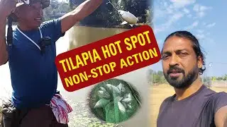 Aaj Mila Tilapia Ka Sabse Bada Hot Spot 😈 | Non-Stop Fishing Action