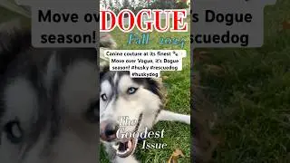 Canine couture at its finest 🐾✨ Move over Vogue, it&rsquo;s Dogue season! #husky #rescuedog #dogshorts