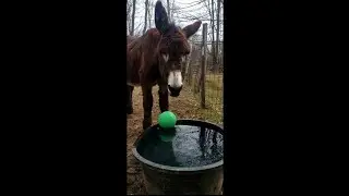 Donkey / Burro / Horse / Goat water trough hack! How to save time with water troughs and stock tanks