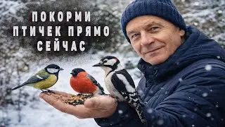 🔴Покорми птичек онлайн  👀🌲❄  23 янв 2026