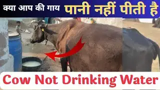 गाय पानी कम पीती है तो घर बैठे इलाज Cow not Drinking Water गाय पानी नहीं पी रही है