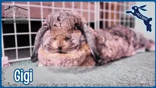 House Rabbit Network's Gigi