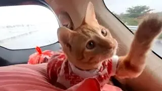 KUCING IKUT ARUS BALIK MUDIK 8.5 JAM LAGI DARI SRAGEN KE BEKASI 😺😻