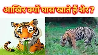 Animals facts | sher ghas khate hue video | sher ghas kyon khata hai | tiger #pilibhittigerreserve