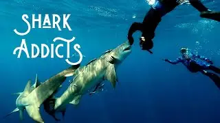diving with the SHARK ADDICTS
