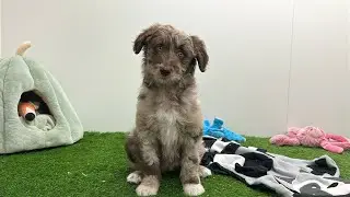 🐶 Bordoodle 🐶 teefje 🐶 PUP ID 005795879 🐶