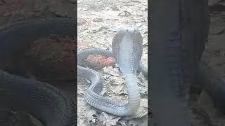 cobraschandler's wild lifeall my petsreptile keepingvenomous reptilescrocodilesJAYPREHISTORICPE