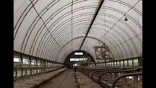 Совместное доение коров и закладка подстилки в стойлах
