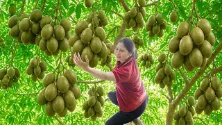Harvesting Toad Fruit (Ambarella) - Make toad fruit salad with pig ears & To Sell at the Market