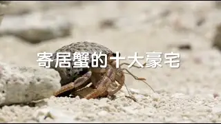 【海洋聲影】寄居蟹的10大豪宅｜國立海洋生物博物館