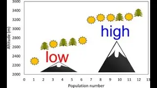 Population Dynamics of Insects