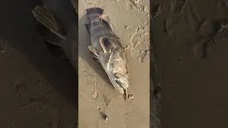 Grouper #myrecordcatch #fishing #grouper #angler #beach #okuma #doha