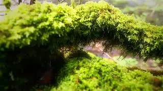 Doğa Sesleri/Naturel Terapi/Rahatlamak/Ormanda Doğa Terapisi/Natural Therapy/Relaxing/Forest Sounds