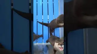 Nutrias