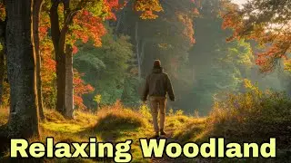 Woodland Autumn Walk #mindfulness #nature #trees #forestwhispers #fall
