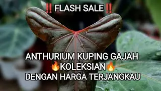 ‼️SPESIAL HANYA DI KONTEN INI SAJA‼️