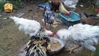 Irmisc Bf sedang live sekarang! SELASA 06 JANUARI 2026 BOLO BERSAMA TERNAK AYAM..!!