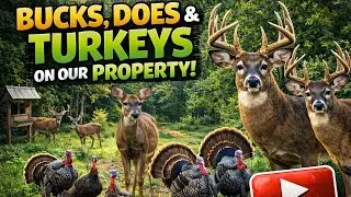 Turkeys, Doe And Bucks! 6 Decent Sized Bucks Show Up At The Same Time! 2/4/26