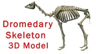 Dromedary Camel Skeleton 3D Model