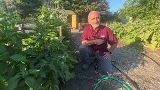 How to Use a Trap Crop to Keep Your Vegetables Safe