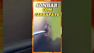 Sonhar Com Carrapato | SIGNIFICADO | INTERPRETA&Ccedil;&Atilde;O