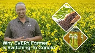 CANOLA: The 