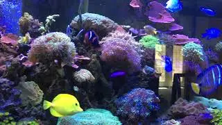 Orchid dottyback 1 month update