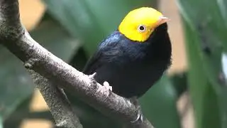 Golden-headed Manakin
