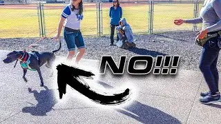 TEACH DOG TO STOP ATTACKING - GET CONTROL NOW!