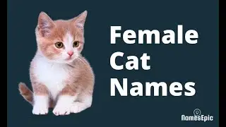 20 Best Female Cat Names | Girl Cat Names | Kitten Names Ideas