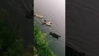 Cute Ducks swimming