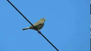 Corn bunting singing from wire