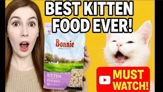 Feeding My Kitten the BEST Food Ever 😻 | Must-Watch for Cat Owners | Bonnie Kitten Food Review 