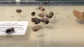 Mason Bees emerging from the cocoon.