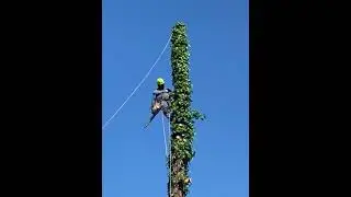 Tree Pruning in Elizabeth NJ-Tree Pross LLC in Elizabeth NJ