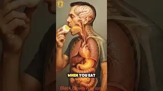 Journey of an Egg Inside Your Body | Amazing Digestion Animation #animation #digestivehealth #asmr