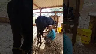 Milking a dairy cow by hand #livestockfarmer #agriculture #cows