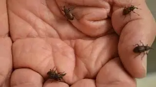 These Little Bugs Are Ready for Big Jobs in Agriculture