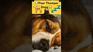 Poor Thumper Dog #beagle #puppy