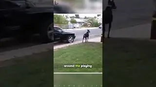 Доберман спас жизнь маленькой девочки 😱
