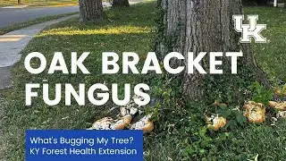 What's Bugging My Tree: Oak Bracket Fungus