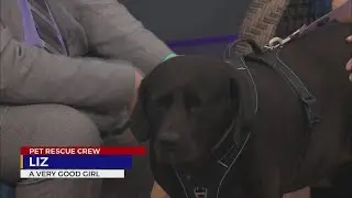 Pet Rescue Crew: meet Liz