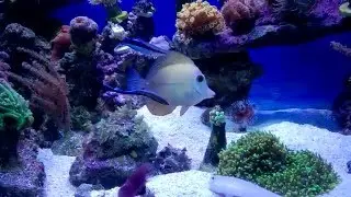Labroides dimidiatus clean zebrasoma flavensis and scopas