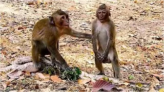 MyGod!! What happen wrong to adult monkey, Why Briget chase them like this