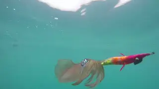 Recfishwest | How to easily clean your catch of squid