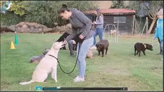 Hondentrainer promofilmpje