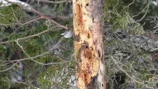 Boreal Chickadee - (Poecile hudsonicus) - Feeding on Peanut Butter and Suet- Sax Zim Bog