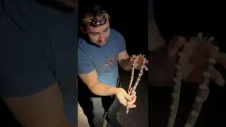 Long nose snake release in Arizona #shorts #herping #snakes #nature
